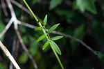 Stiff cowbane